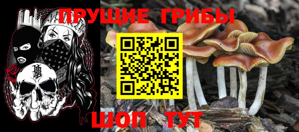 Воткинск  Галлюциногенные грибы прущие грибы  Вход с VPN 